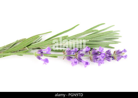 Twig von Lavendel mit Blatt auf weißem Hintergrund Stockfoto