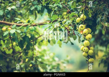 Bio Apfel auf einem Baum. Landwirtschaft und Gartenbau Thema. Stockfoto