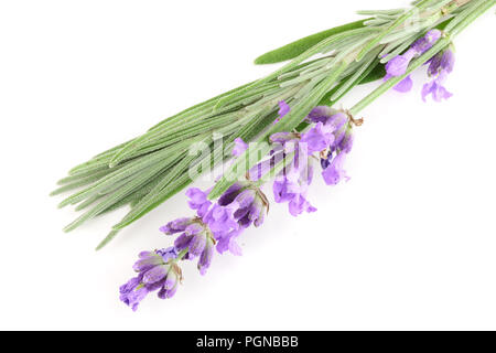 Twig von Lavendel mit Blatt auf weißem Hintergrund Stockfoto