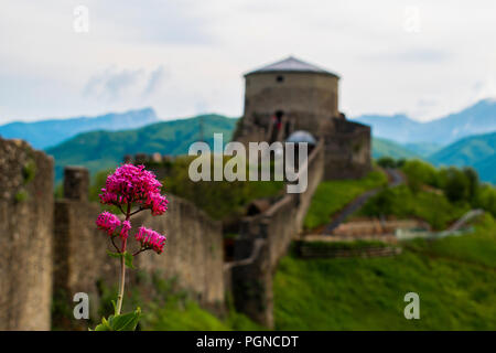 Eine rote Blume auf der Verrucole Festung in der Garfagnana, mittelalterliche Burg mit schneebedeckten Bergen im Hintergrund und bewölkter Himmel Stockfoto