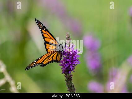 Monarch butterfly auf Blutweiderich Wildblumen Stockfoto