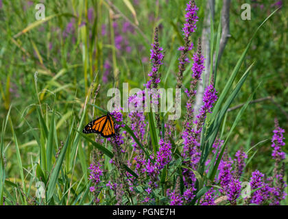 Monarch butterfly auf Blutweiderich Wildblumen Stockfoto