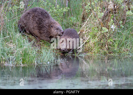 Zwei Biber (Castor Fiber), am Ufer, Almtal, Oberösterreich, Österreich Stockfoto