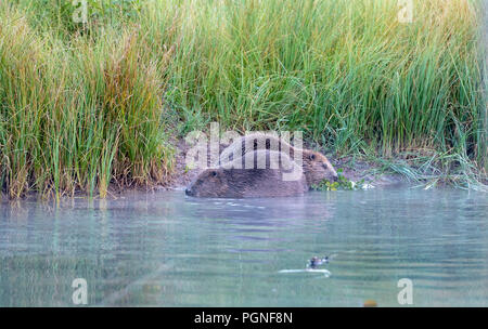 Zwei Biber (Castor Fiber), am Ufer, Almtal, Oberösterreich, Österreich Stockfoto