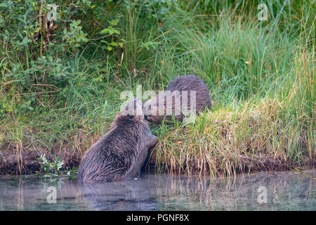 Zwei Biber (Castor Fiber), am Ufer, Almtal, Oberösterreich, Österreich Stockfoto