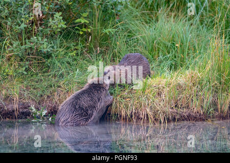 Zwei Biber (Castor Fiber), am Ufer, Almtal, Oberösterreich, Österreich Stockfoto