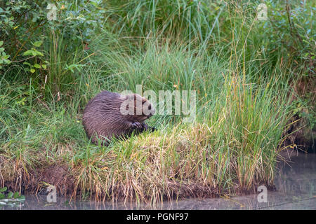 Junge Biber (Castor Fiber) am Ufer, Almtal, Oberösterreich, Österreich Stockfoto