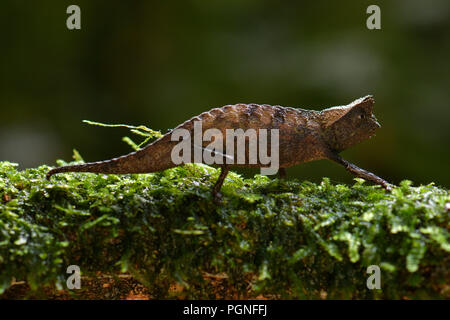 Braun blatt Chameleon (Brookesia superciliaris), Moos, Regenwald, Ranomafana, Madagaskar Stockfoto