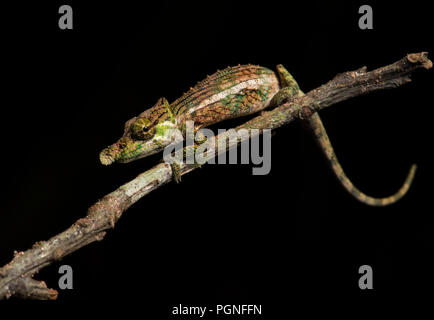 Chameleon (calumma Fallax), sitzt auf Zweig, Regenwald, Andasibe, Ost Madagaskar, Madagaskar Stockfoto