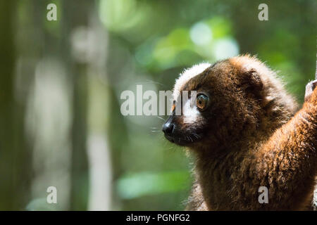 Red-bellied Lemur (Eulemur rubriventer), männlich, Tier Portrait, Regenwald, Ost Madagaskar Stockfoto