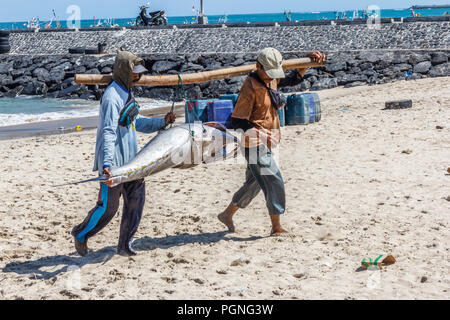 Bali, Indonesien - 30. Mai 2017: Zwei Männer mit einem großen Thunfisch. Viele solche Fische sind an der Jimbaran Strand gelandet. Stockfoto