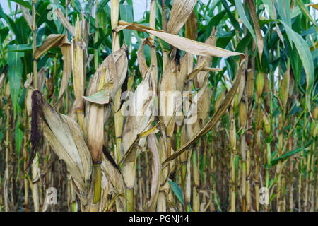 Nahaufnahme mais Pods auf dem Baum mit Harvest Stockfoto