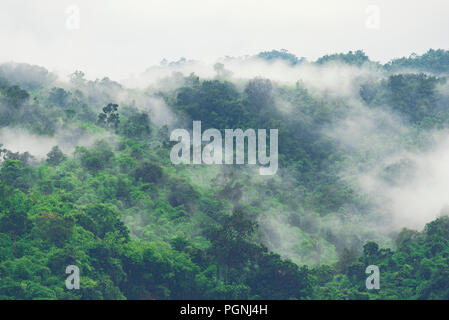 Tiefe tropischer Wald, Vordach Baum und Nebel Stockfoto