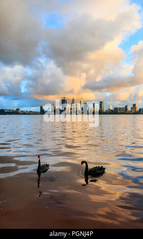 Zwei schwarze Schwäne (Cygnus atratus) auf dem Swan River bei Sonnenaufgang. Stockfoto