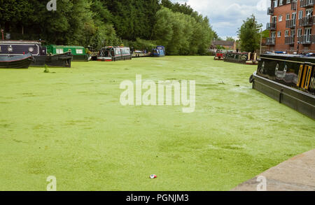 Das Wasser in den Kanal Selby, North Yorkshire, UK ist in dicken, grünen Algen erstickenden Wildlife und Probleme verursachen, für 15-04 Eigentümer abgedeckt. Stockfoto