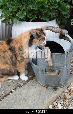 Ein Türkisch Angora Katze im Alter von 14 das Trinken aus einer Zink Gießkanne in einem privaten Garten in Sussex, UK. Stockfoto