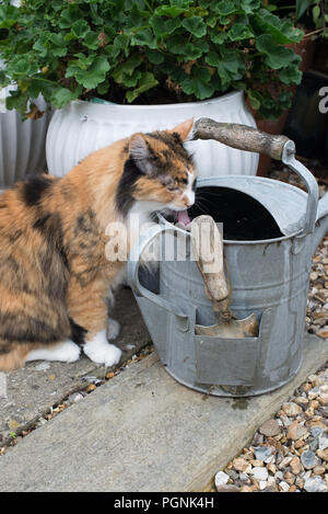 Ein Türkisch Angora Katze im Alter von 14 das Trinken aus einer Zink Gießkanne in einem privaten Garten in Sussex, UK. Stockfoto