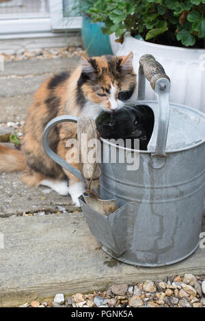 Ein Türkisch Angora Katze im Alter von 14 das Trinken aus einer Zink Gießkanne in einem privaten Garten in Sussex, UK. Stockfoto