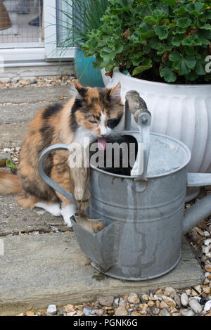 Ein Türkisch Angora Katze im Alter von 14 das Trinken aus einer Zink Gießkanne in einem privaten Garten in Sussex, UK. Stockfoto