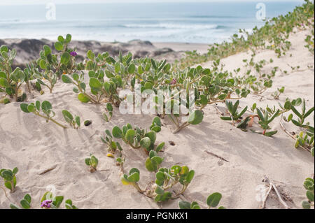 Düne vom Strand mit Sand Verbena Stockfoto