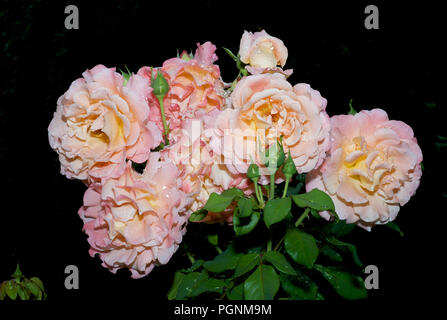 Frisches Auftauen auf einem Bündel von blassen rosa Rosen auf Schwarzer Hintergrund Stockfoto