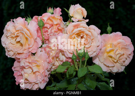 Frisches Auftauen auf einem Bündel von blassen rosa Rosen auf Schwarzer Hintergrund Stockfoto