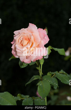 Frische Tauwetter auf einem einzigen Blass rosa Rose Stockfoto