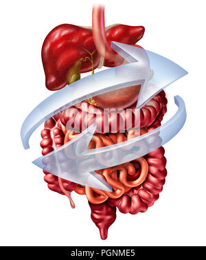 Verdauungssystem Funktion als Verdauung Anatomie Konzept einschließlich Leber, Bauchspeicheldrüse und Gallenblase mit einem Magen Dickdarm. Stockfoto