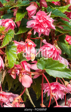 Rosa Trailing Begonien in voller Blüte, die ideal für Körbe, Balkonkästen, Kübel etc. Stockfoto