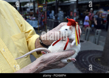 Inländische Ratte - Marché aux fleurs et aux Oiseaux Reine Elizabeth II - Allée des Célestins - Paris 4. Stockfoto