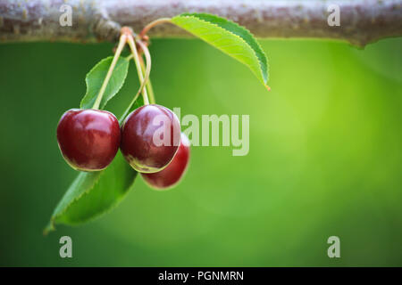 Rote reife Kirschen hängen von tree branch Stockfoto