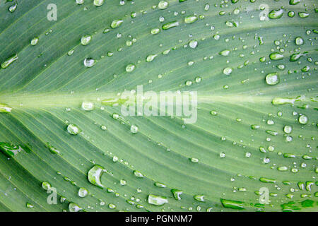 Nahaufnahme von einem grünen Blatt mit Wassertropfen Hintergrund Stockfoto