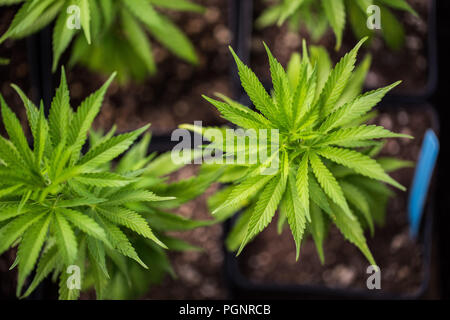 Nahaufnahme der Marihuana farm Industrie. Schöne makro- aufnahmen. Green House, Outdoor, Zimmerpflanzen. Ernten und Anpflanzen von Cannabis Unkraut Stockfoto