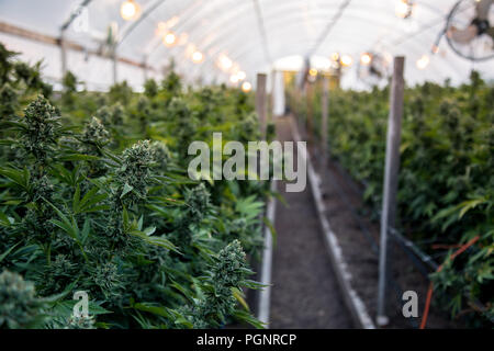 Nahaufnahme der Marihuana farm Industrie. Schöne makro- aufnahmen. Green House, Outdoor, Zimmerpflanzen. Ernten und Anpflanzen von Cannabis Unkraut Stockfoto