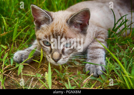 Cute Kitten Jagd im Gras Stockfoto