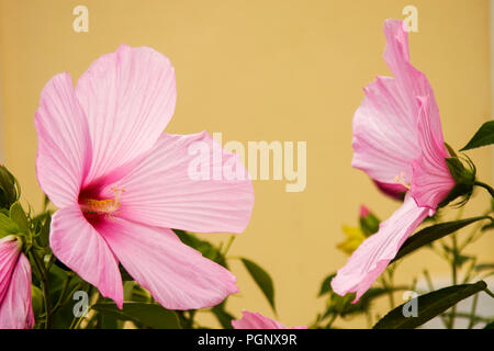 Rosa Hibiskus drehen mit orangefarbenen Hintergrund. Hibiskus ist eine Gattung von Blütenpflanzen Malvaceae Familie. Der Hibiskus Blume ist Trad Stockfoto