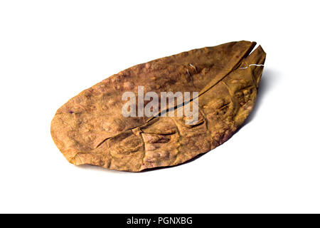 Getrocknete catappa Blatt. Terminalia catappa ist eine große tropische Baum im leadwood Baum Familie, Combretaceae, wächst vor allem in den tropischen Regionen o Stockfoto