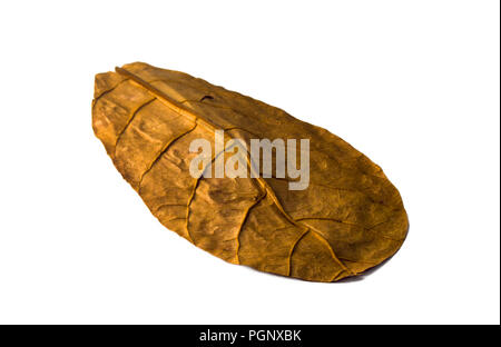 Getrocknete catappa Blatt. Terminalia catappa ist eine große tropische Baum im leadwood Baum Familie, Combretaceae, wächst vor allem in den tropischen Regionen o Stockfoto