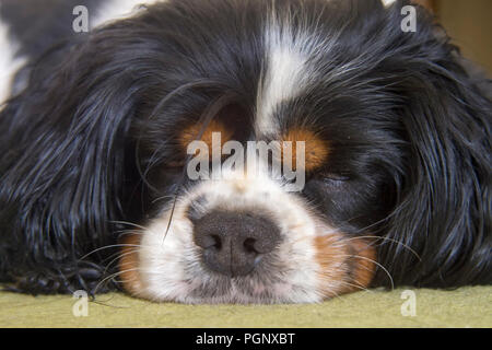 Männliche Cavalier King Charles Spaniel hund schläft auf dem Teppich Stockfoto