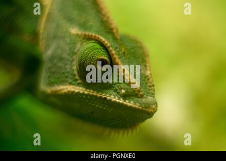 Veiled chameleon Close up, flacher Freiheitsgrad. Chamäleons sind für das Klettern und visuellen Jagd angepasst. Sie leben in warmen Lebensräume, die von Regenwald Bereich Stockfoto