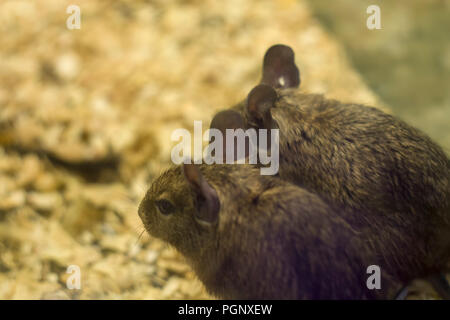 Degu, flachen Freiheitsgrad. Den Namen degu auf Eigene weist entweder auf die gesamte Gattung Octodon oder, wahrscheinlicher, O. degus Stockfoto