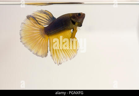 Siamese fighting Fisch Blau Gelb Halfmoon Betta splendens mit Reflexion. Betta splendens ernähren sich von Plankton, Schalentiere und die Larven der Mosqui Stockfoto