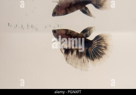 Siamese fighting fish Marmor weiß Schwarz Grau Halfmoon Betta splendens mit Reflexion. Aquarium Exemplare sind bekannt für ihre brillante Farben bekannt Stockfoto