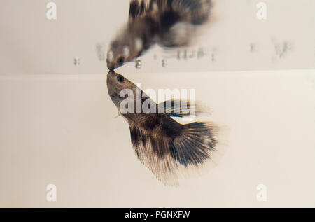 Siamese fighting fish Marmor weiß Schwarz Grau Halfmoon Betta splendens mit Reflektion. natürliche Färbung ist in der Regel matt Grün, Braun und Grau, ein Stockfoto