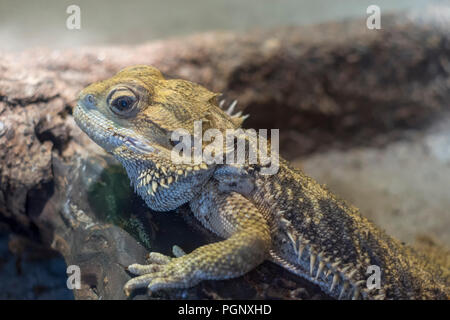 Bartagamen, Pogona, flachen Freiheitsgrad. Die Gattung Pogona ist in der unterfamilie Amphibolurinae der Eidechse Familie Agamidae. Stockfoto