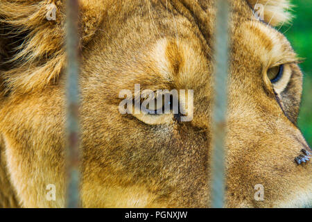 Lion hinter den Zäunen. Kopf, Portrait, Foto schliessen. Der Löwe Panthera leo ist eine Pflanzenart in der Familie der Katze Felidae ist es ein muskulöser, tief-chested Ca Stockfoto