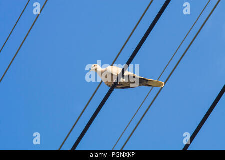 Hellgrau Taube sitzend auf dem Kabel, Netzkabel über blauen Himmel Hintergrund. Stockfoto