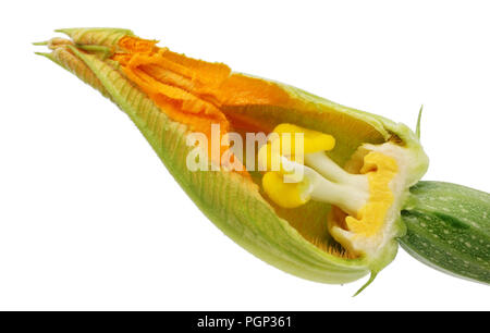 Im Inneren des Sommers Big Orange Blume des Grünen zucchini Zucchini Gemüse. Innerhalb der realen Anlage Konzept. Auf weissem studio Makroaufnahme isoliert Stockfoto