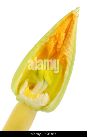 Im Inneren des Sommers Big Orange Blume des gelben Zucchini Gemüse. Innerhalb der realen Anlage Konzept. Auf weissem studio Makroaufnahme isoliert Stockfoto