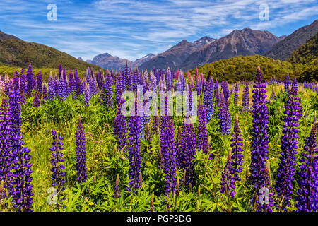 Lupine Feld vor der Southern Alps in Neuseeland. Stockfoto